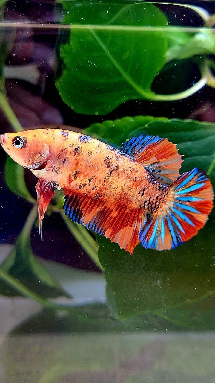 FEMALE PLAKAT ORANGE METTALIC MULTICOLOR BETTA FISH