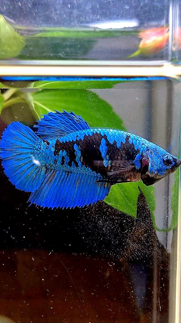 FEMALE HALFMOON BLACK GALAXY AVATAR BLUE BETTA FISH