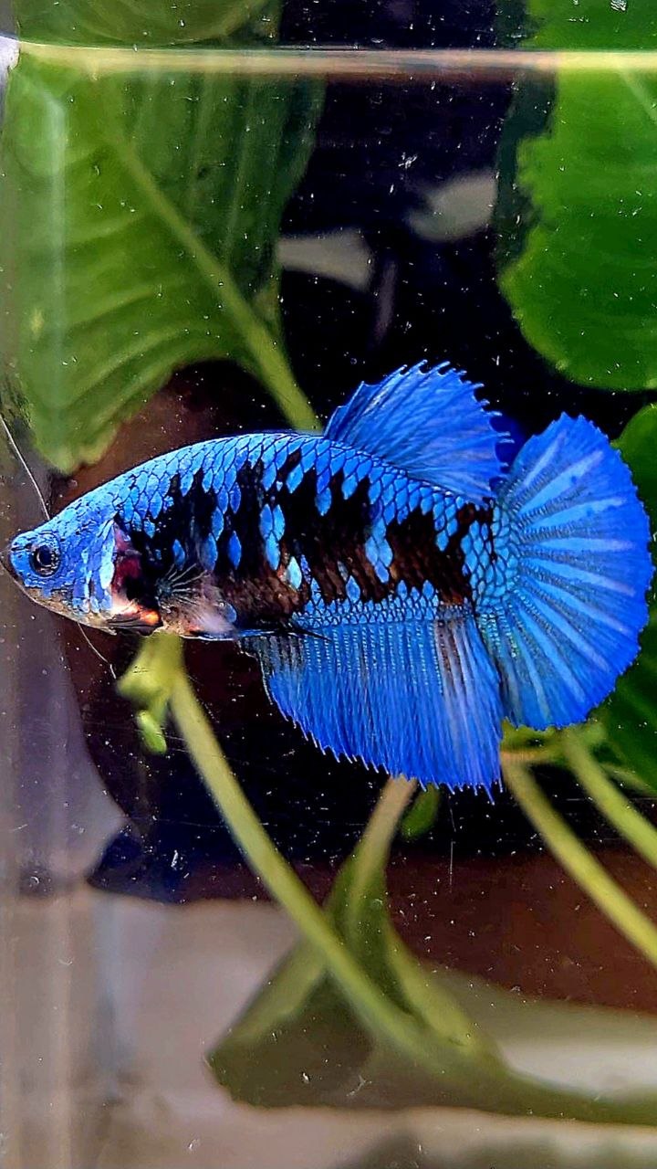 FEMALE HALFMOON BLACK GALAXY AVATAR BLUE BETTA FISH