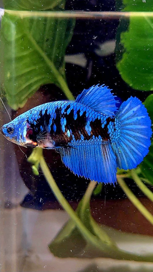 FEMALE HALFMOON BLACK GALAXY AVATAR BLUE BETTA FISH