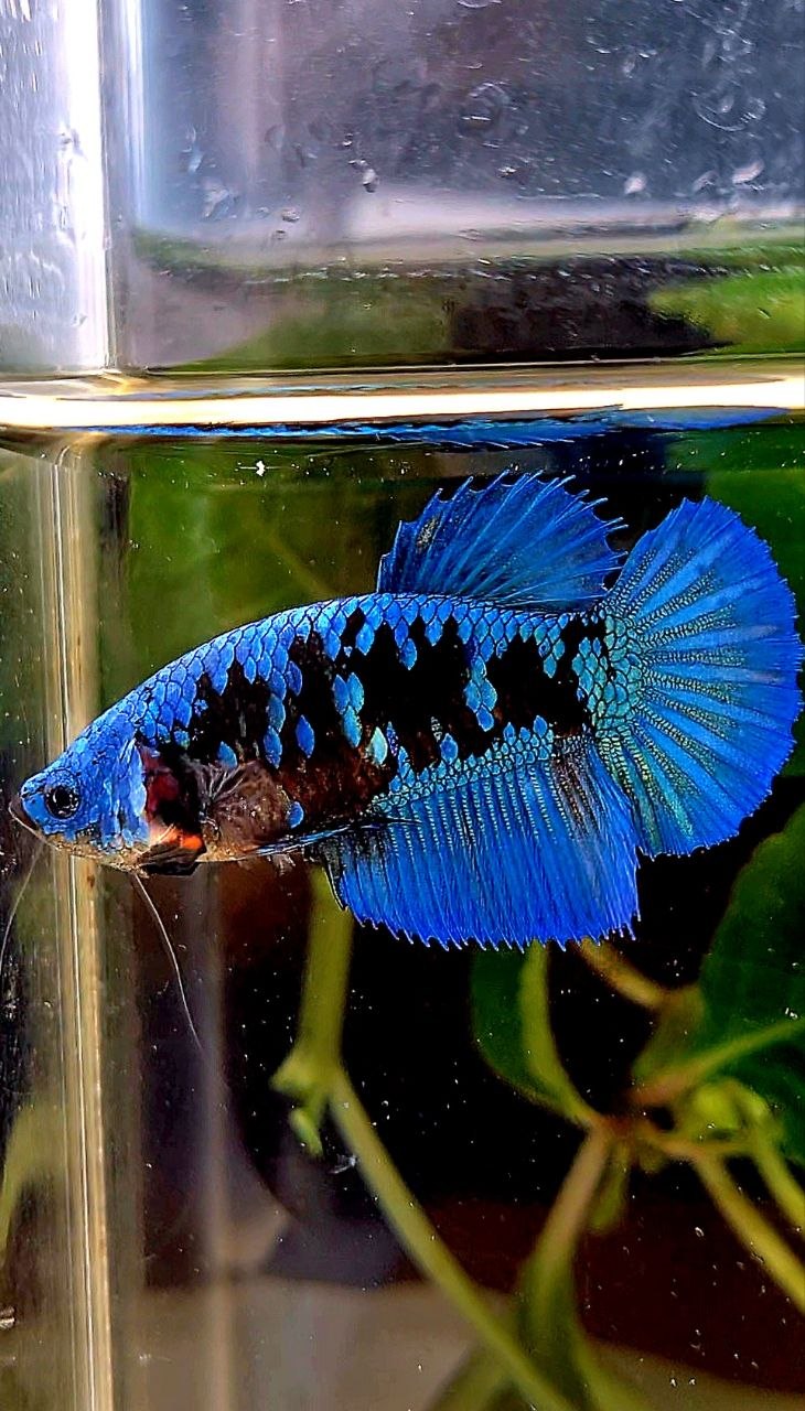 FEMALE HALFMOON BLACK GALAXY AVATAR BLUE BETTA FISH