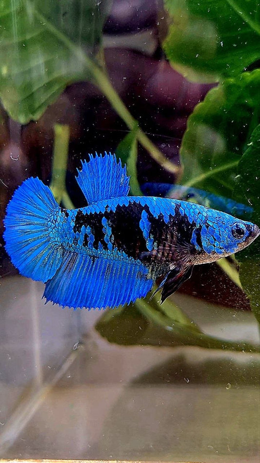 FEMALE HALFMOON BLACK GALAXY AVATAR BLUE BETTA FISH