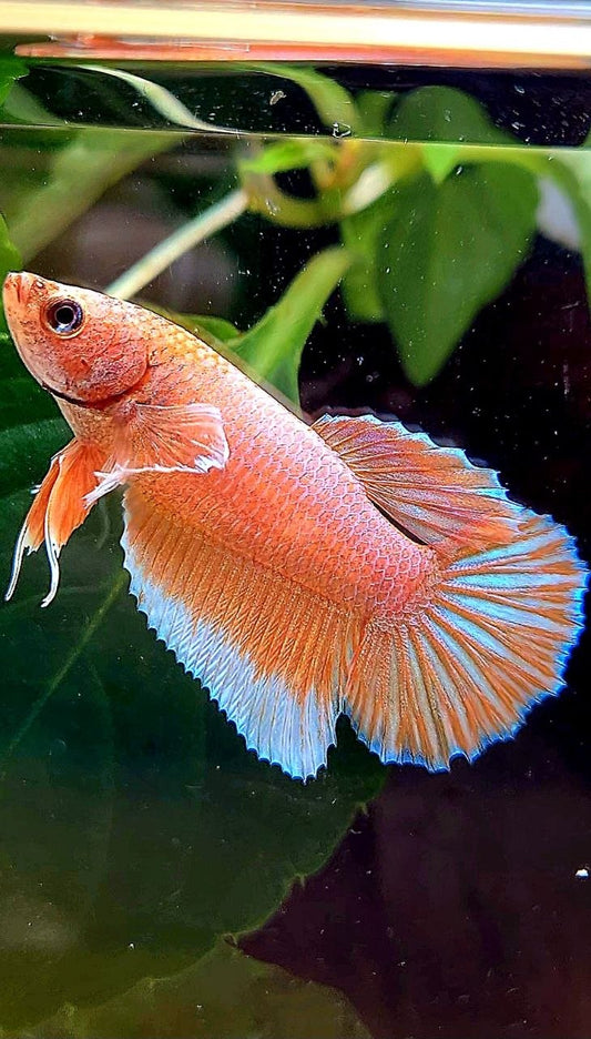 FEMALE HALFMOON BIG EAR ORANGE PINEAPPLE BETTA FISH