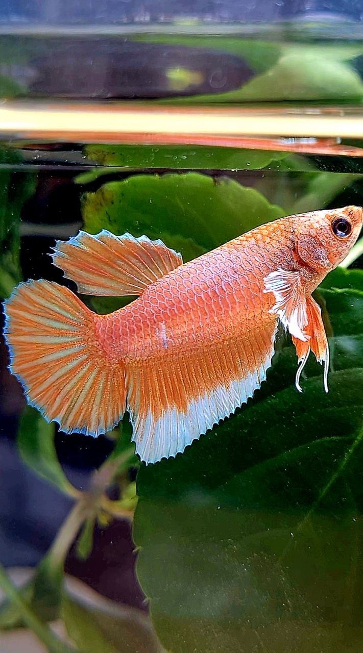 FEMALE HALFMOON BIG EAR ORANGE PINEAPPLE BETTA FISH