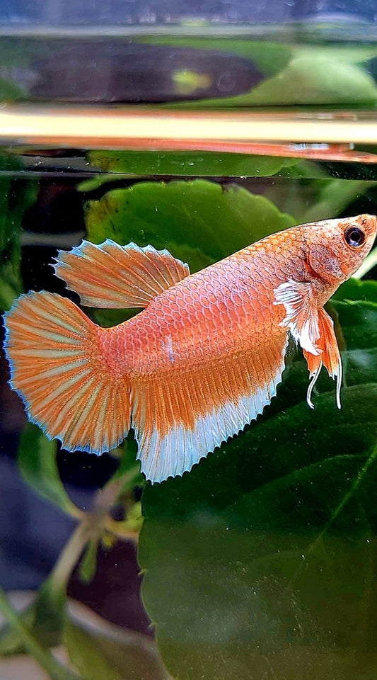 FEMALE HALFMOON BIG EAR ORANGE PINEAPPLE BETTA FISH