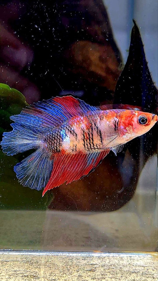FEMALE HALFMOON DOUBLE TAIL MULTICOLOR BETTA FISH