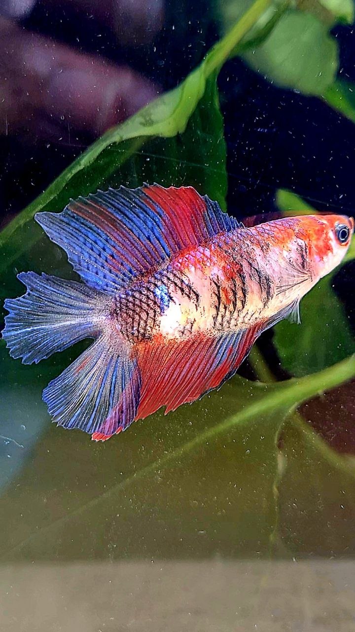 FEMALE HALFMOON DOUBLE TAIL MULTICOLOR BETTA FISH