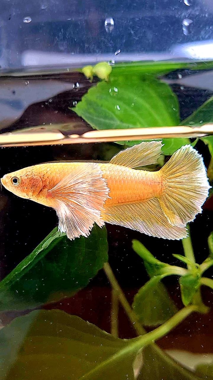 FEMALE HALFMOON SUPER DUMBO EAR GOLD BETTA FISH