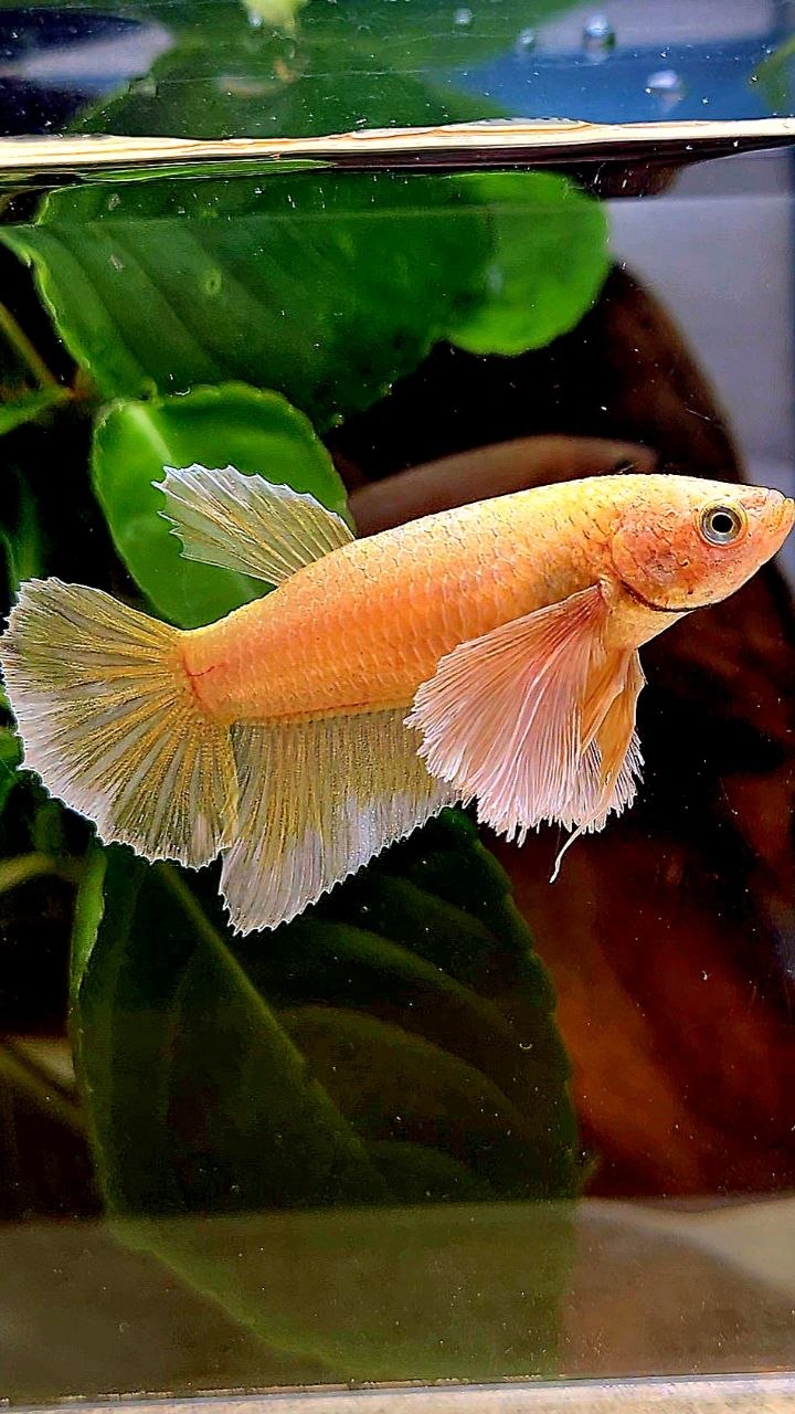 FEMALE HALFMOON SUPER DUMBO EAR GOLD BETTA FISH