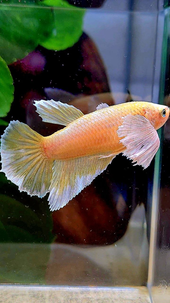 FEMALE HALFMOON SUPER DUMBO EAR GOLD BETTA FISH