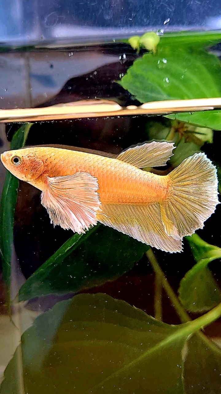 FEMALE HALFMOON SUPER DUMBO EAR GOLD BETTA FISH