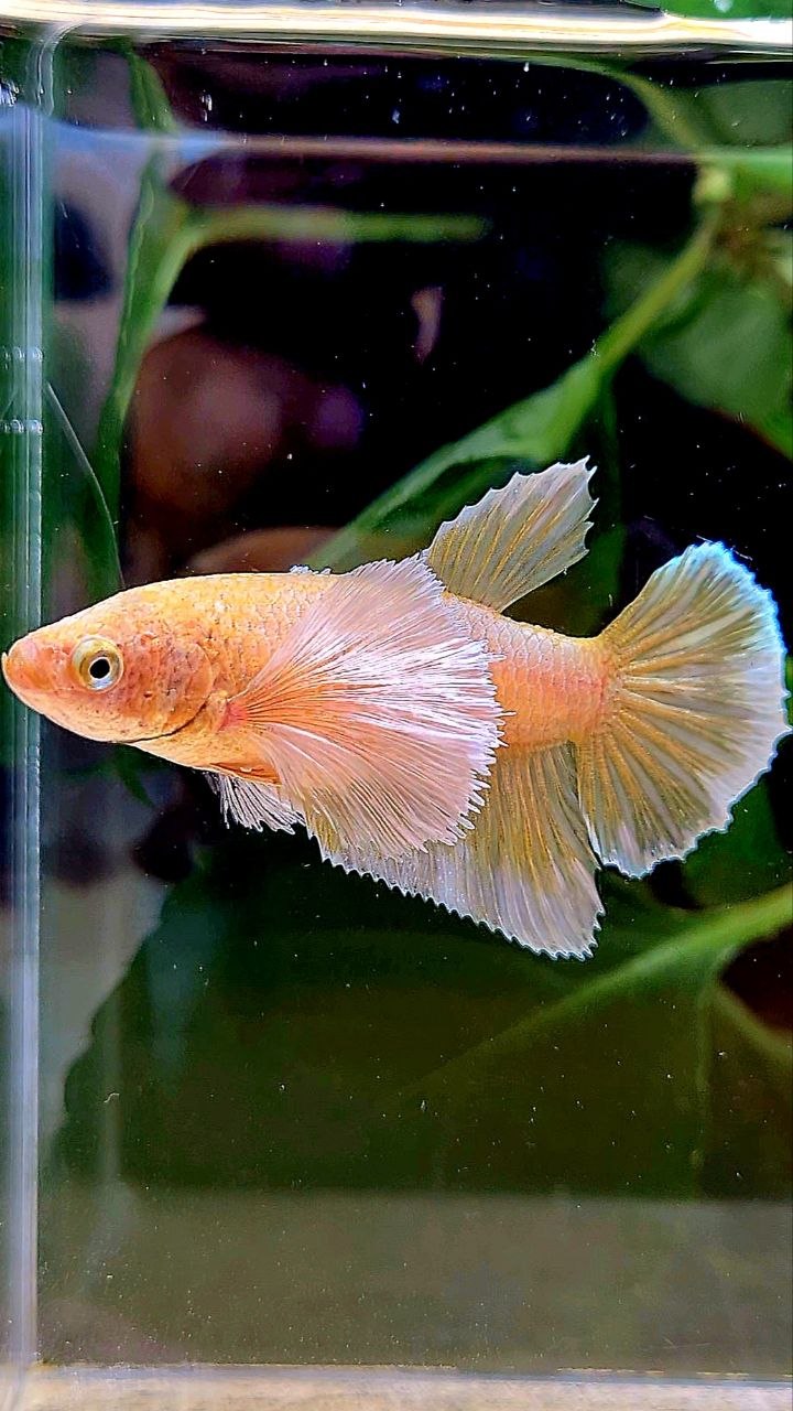 FEMALE HALFMOON SUPER DUMBO EAR GOLD BETTA FISH