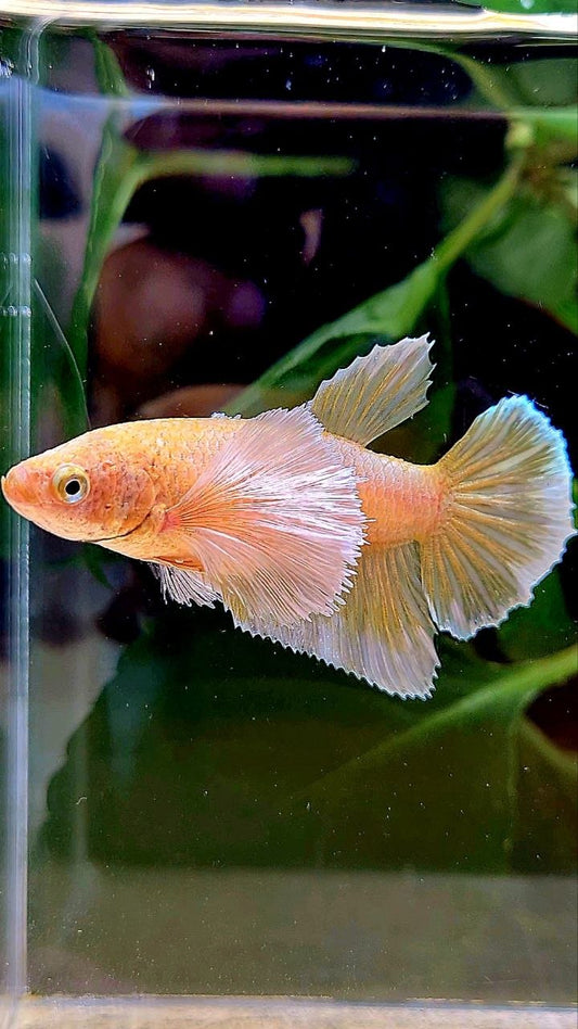 FEMALE HALFMOON SUPER DUMBO EAR GOLD BETTA FISH