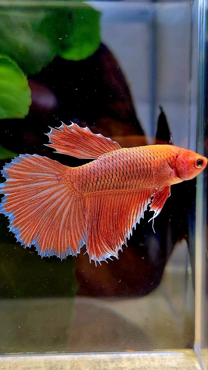 FEMALE HALFMOON ROSETAIL ORANGE PINEAPPLE BETTA FISH
