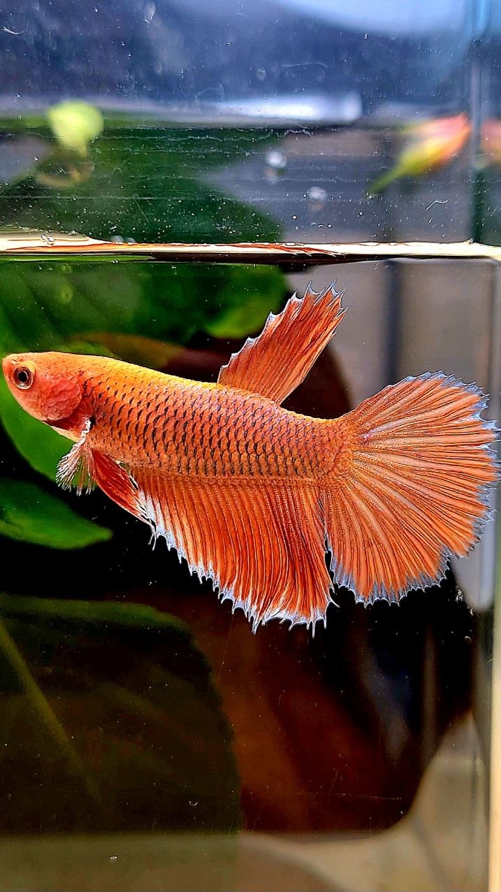 FEMALE HALFMOON ROSETAIL ORANGE PINEAPPLE BETTA FISH