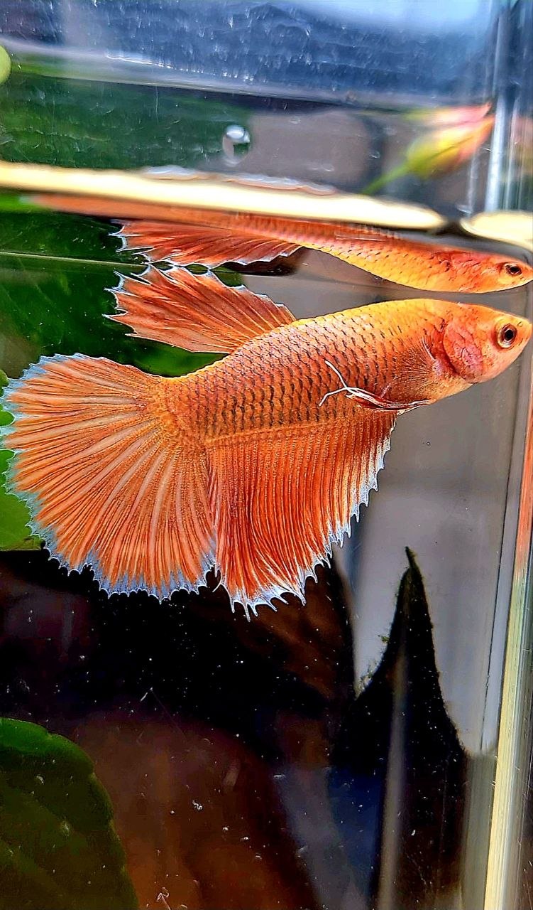 FEMALE HALFMOON ROSETAIL ORANGE PINEAPPLE BETTA FISH