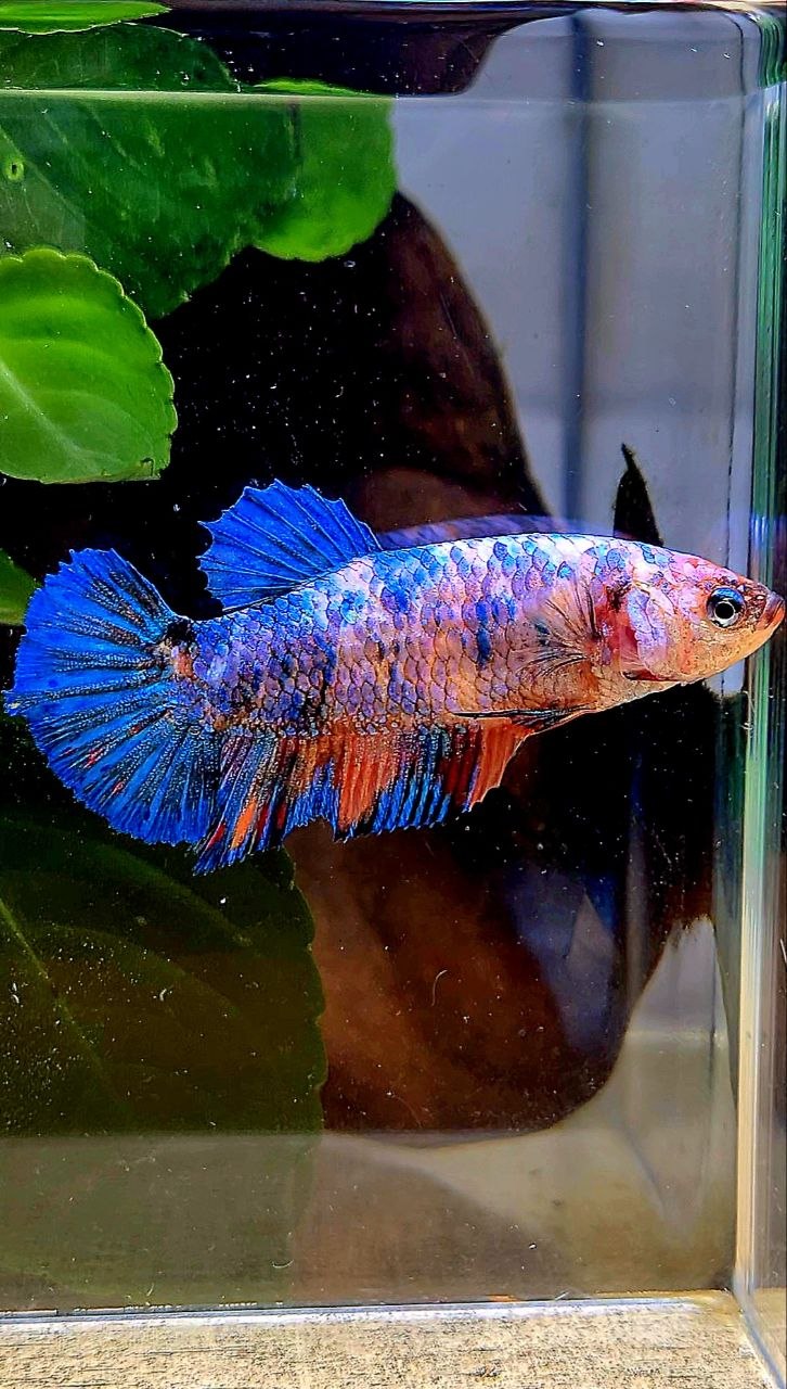FEMALE PLAKAT FANCY MULTICOLOR BETTA FISH