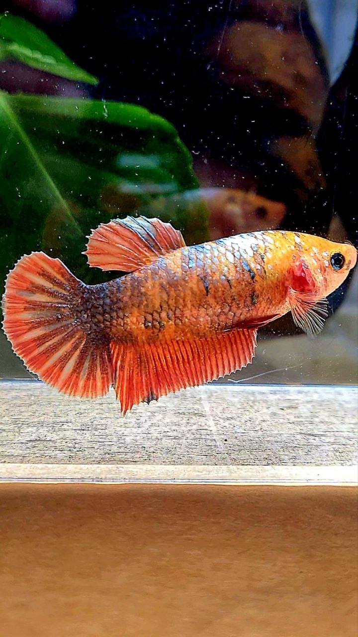 FEMALE PLAKAT RED COPPER FANCY BETTA FISH