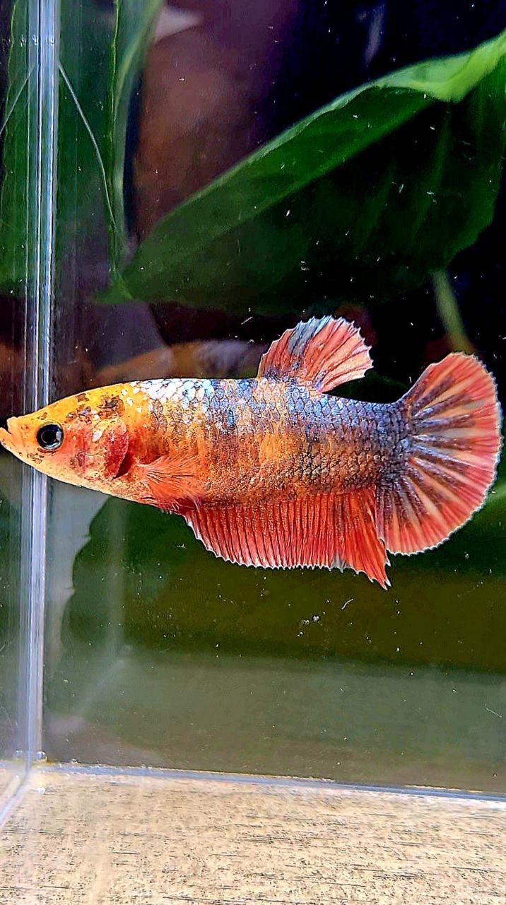 FEMALE PLAKAT RED COPPER FANCY BETTA FISH