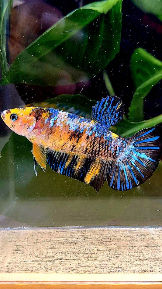 FEMALE PLAKAT YELLOW GALAXY MULTICOLOR BETTA FISH