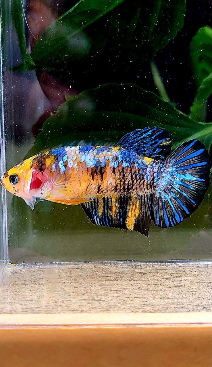 FEMALE PLAKAT YELLOW GALAXY MULTICOLOR BETTA FISH