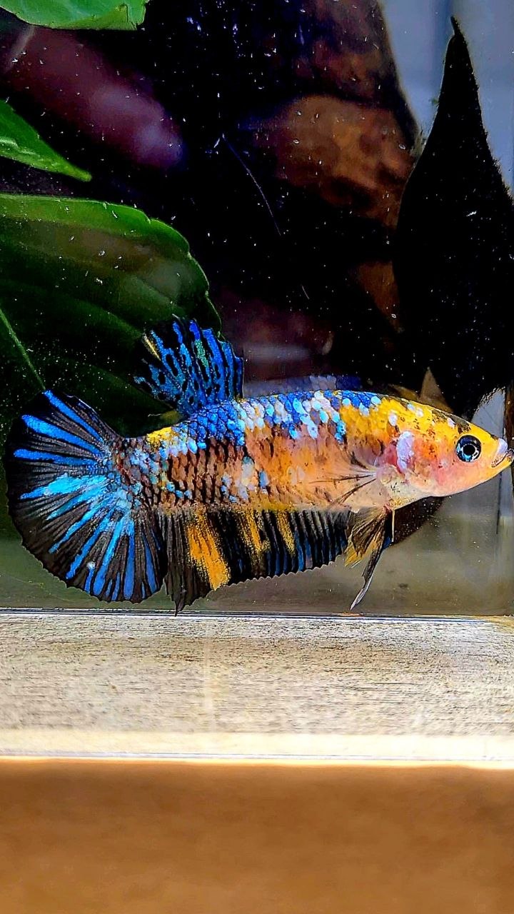 FEMALE PLAKAT YELLOW GALAXY MULTICOLOR BETTA FISH