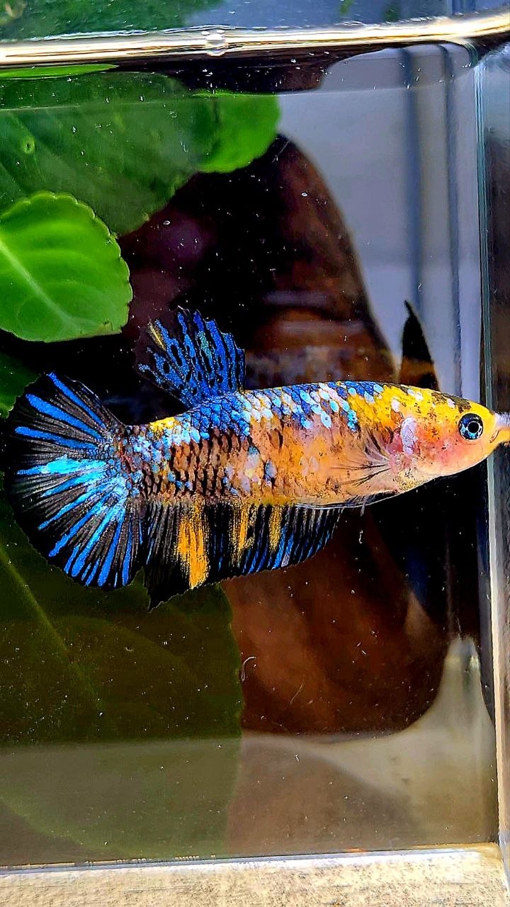 FEMALE PLAKAT YELLOW GALAXY MULTICOLOR BETTA FISH