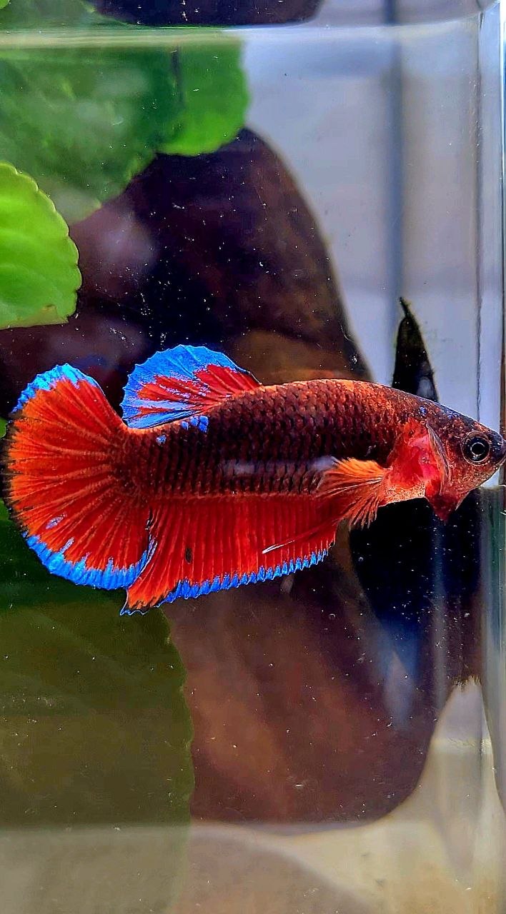 PLAKAT BLACK HELLBOY BETTA FISH