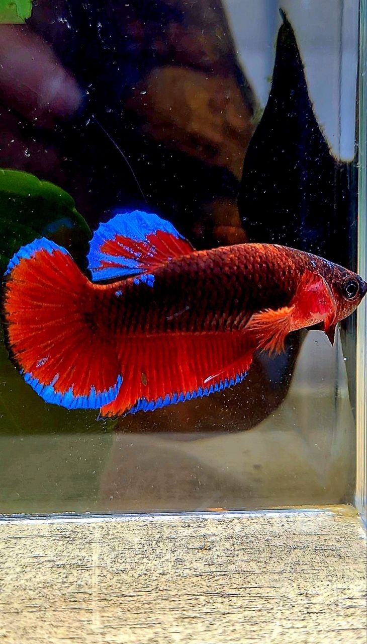PLAKAT BLACK HELLBOY BETTA FISH