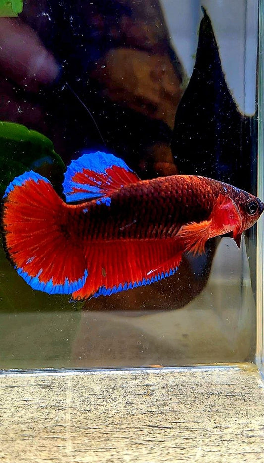 PLAKAT BLACK HELLBOY BETTA FISH