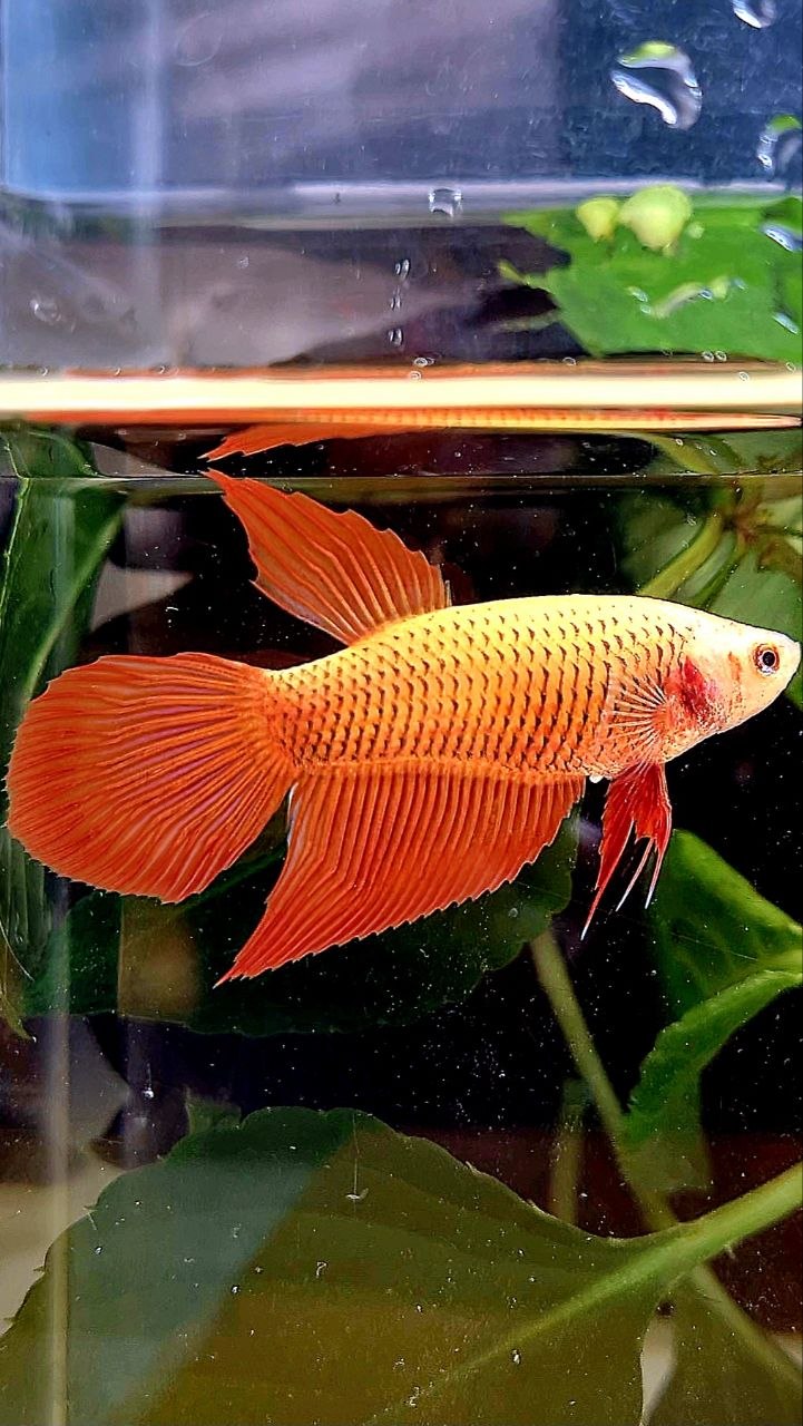 FEMALE VEILTAIL RED BETTA FISH