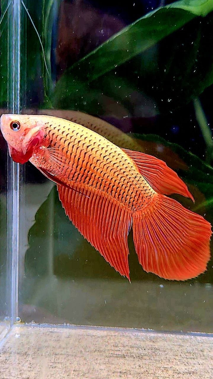 FEMALE VEILTAIL RED BETTA FISH