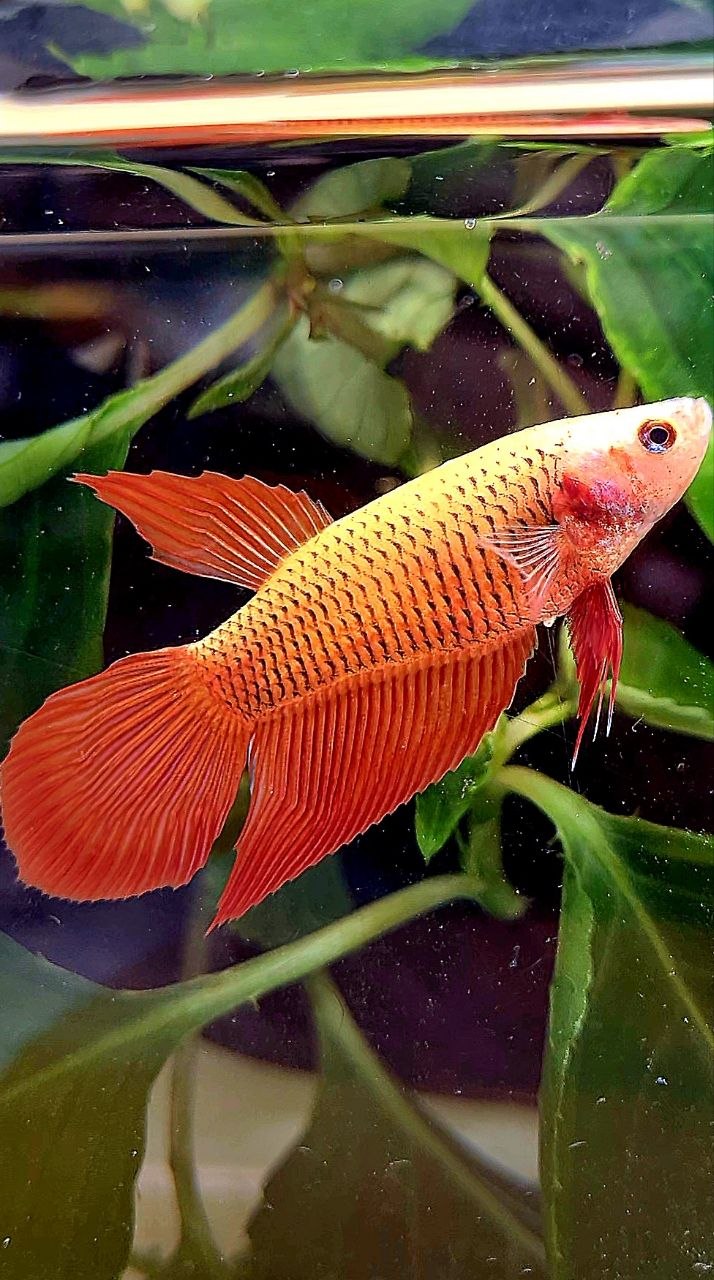 FEMALE VEILTAIL RED BETTA FISH