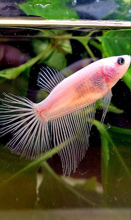 FEMALE HALFMOON TRANSPARENT CELLOPHANE BETTA FISH