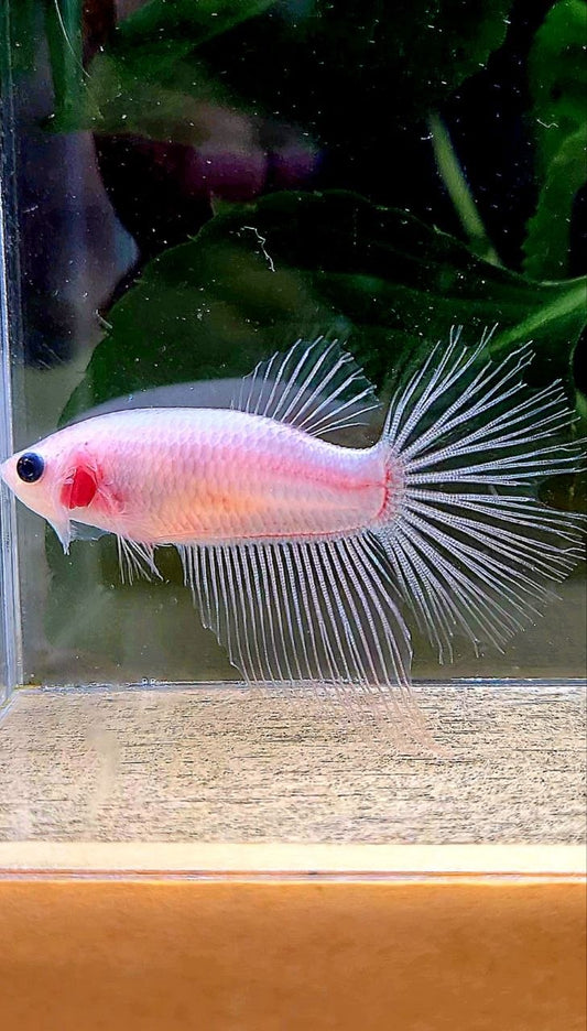 FEMALE HALFMOON TRANSPARENT CELLOPHANE BETTA FISH