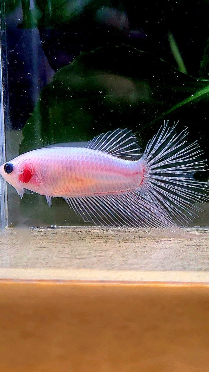 FEMALE HALFMOON TRANSPARENT CELLOPHANE BETTA FISH