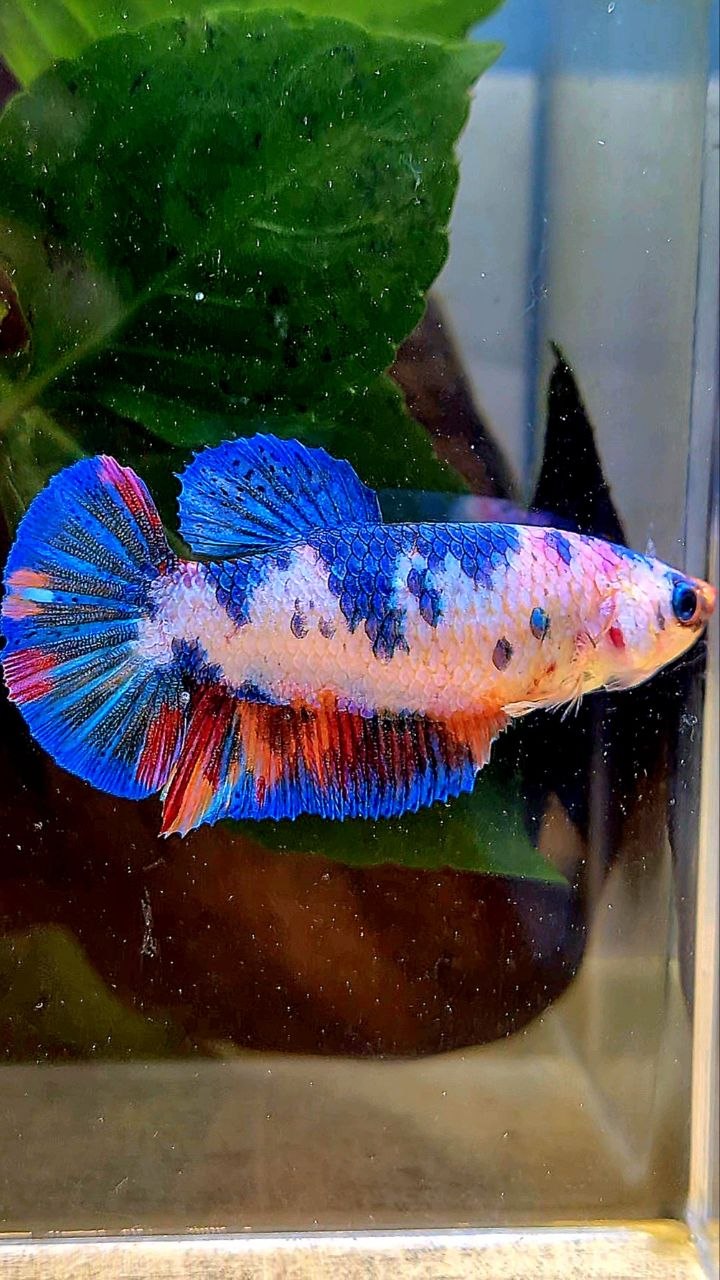 FEMALE PLAKAT WHITE CANDY MULTICOLOR BETTA FISH