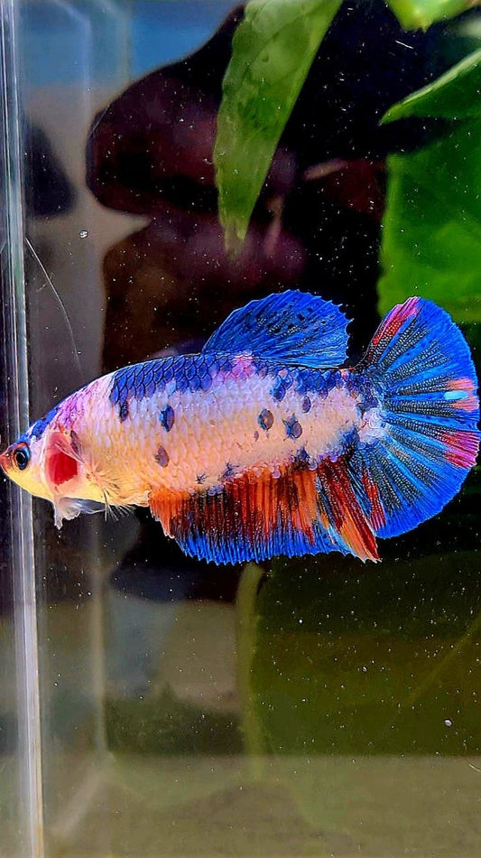 FEMALE PLAKAT WHITE CANDY MULTICOLOR BETTA FISH