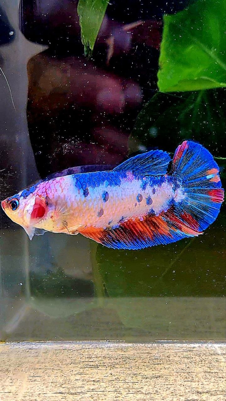 FEMALE PLAKAT WHITE CANDY MULTICOLOR BETTA FISH