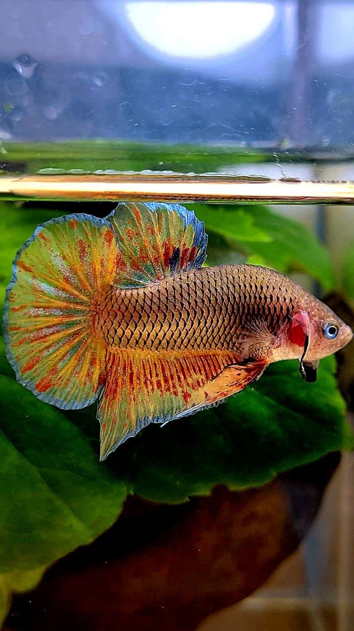 PLAKAT DARK VANDA FIRE BETTA FISH