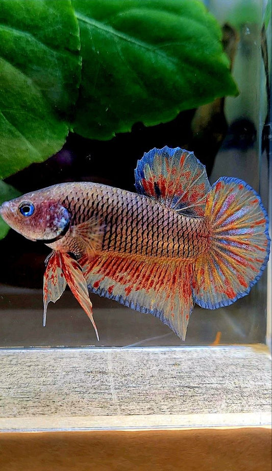 PLAKAT DARK VANDA FIRE BETTA FISH