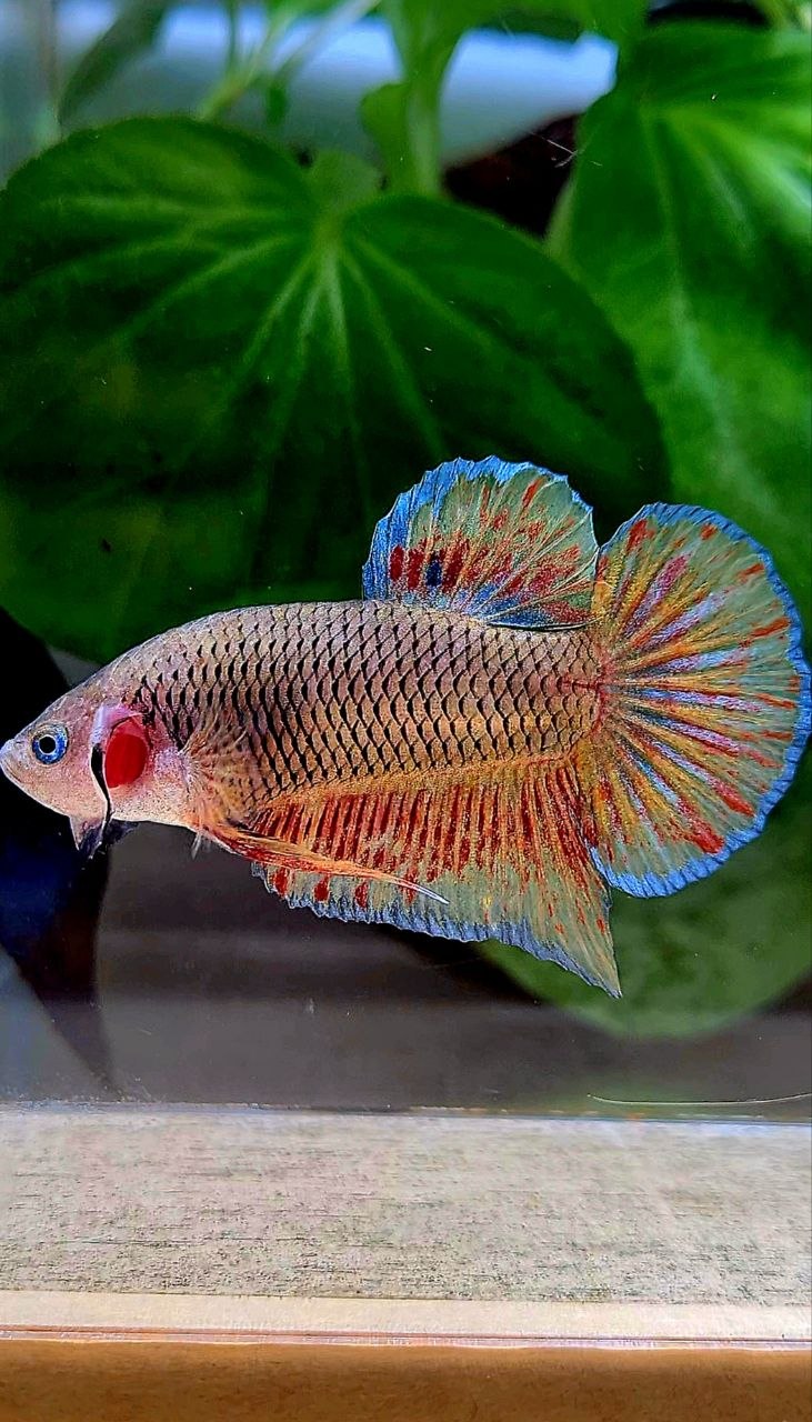 PLAKAT DARK VANDA FIRE BETTA FISH