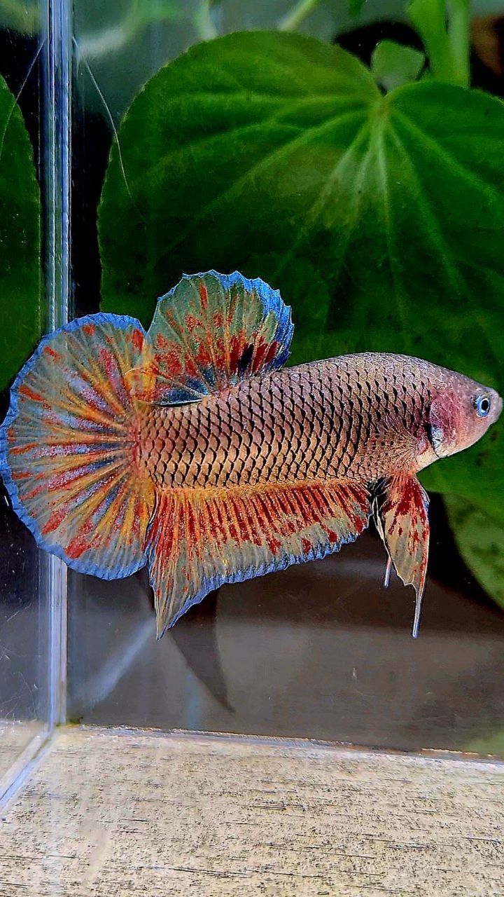 PLAKAT DARK VANDA FIRE BETTA FISH