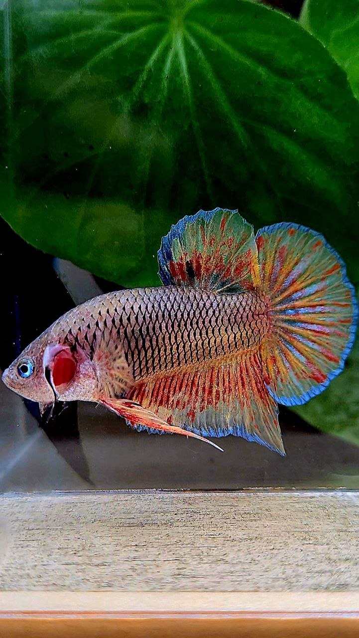 PLAKAT DARK VANDA FIRE BETTA FISH