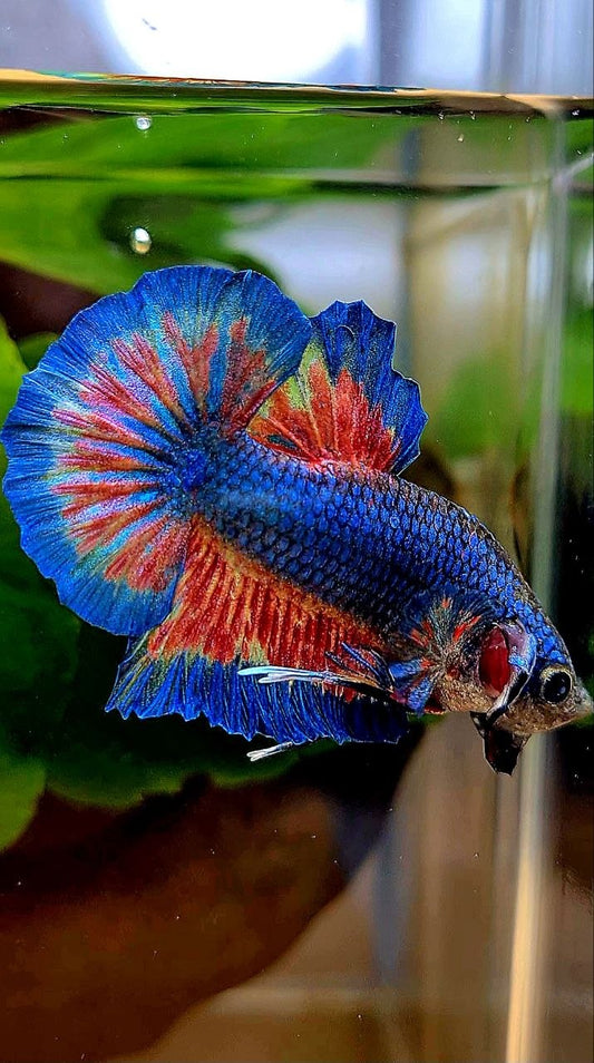 HMPK BLUE VANDA FIRE PATTERN BETTA FISH