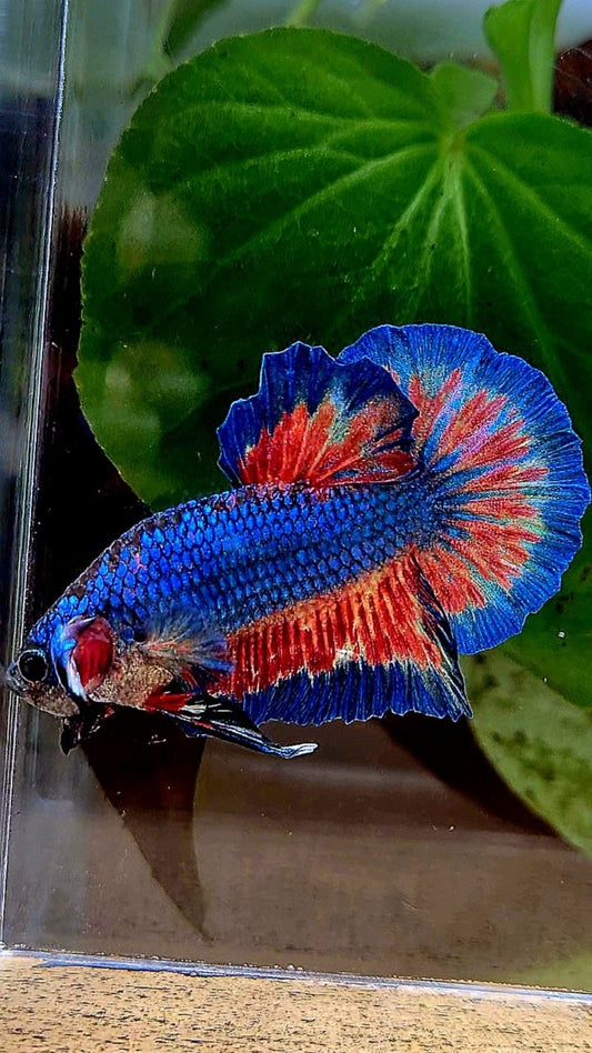 HMPK BLUE VANDA FIRE PATTERN BETTA FISH