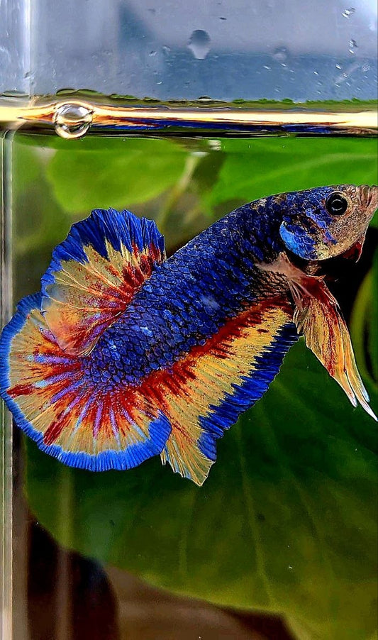 PLAKAT SUPER VANDA BLUE BETTA FISH