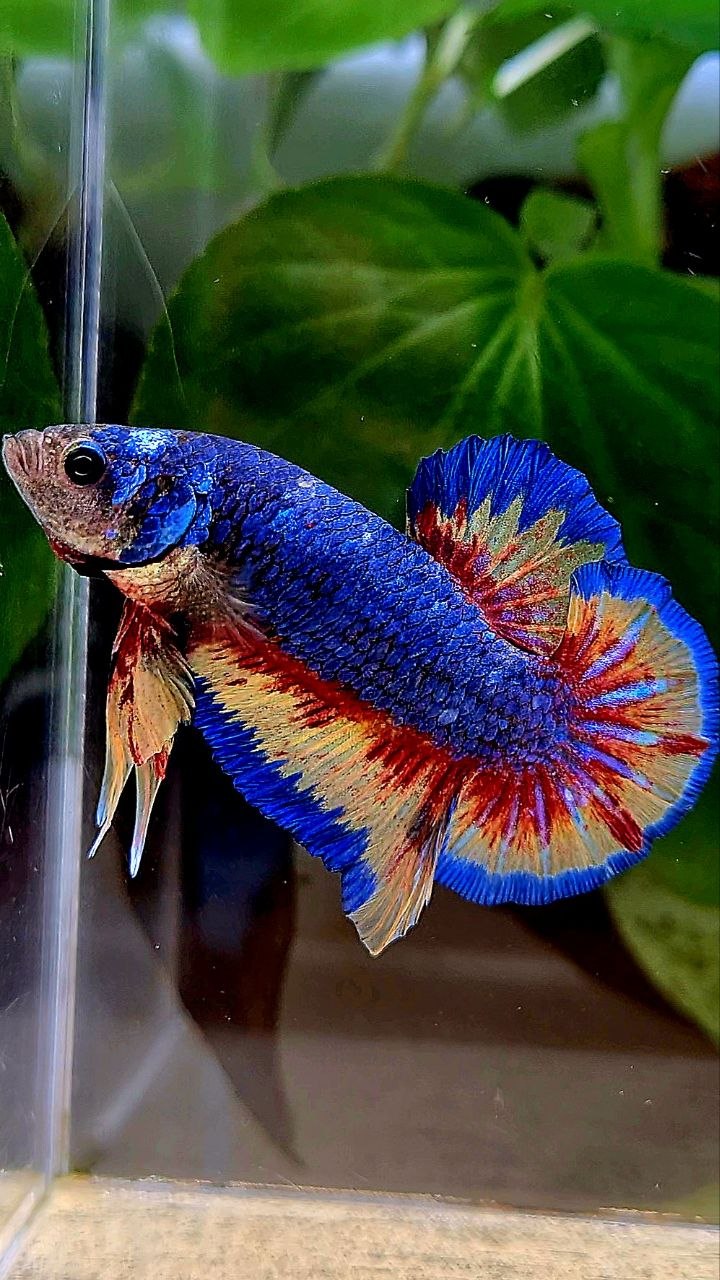 PLAKAT SUPER VANDA BLUE BETTA FISH