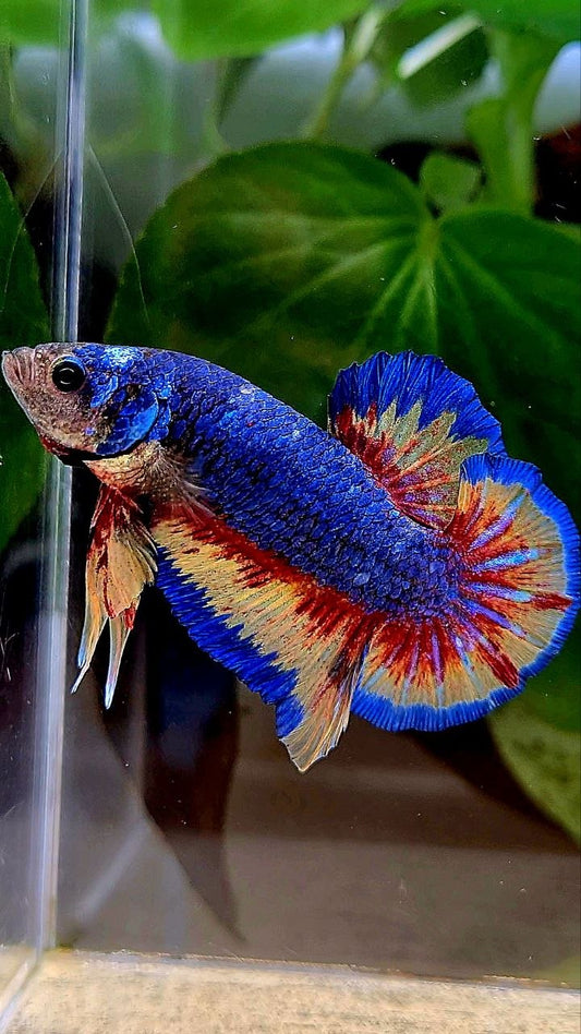 PLAKAT SUPER VANDA BLUE BETTA FISH