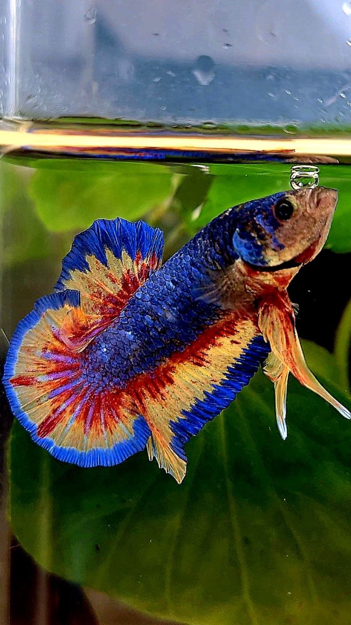 PLAKAT SUPER VANDA BLUE BETTA FISH